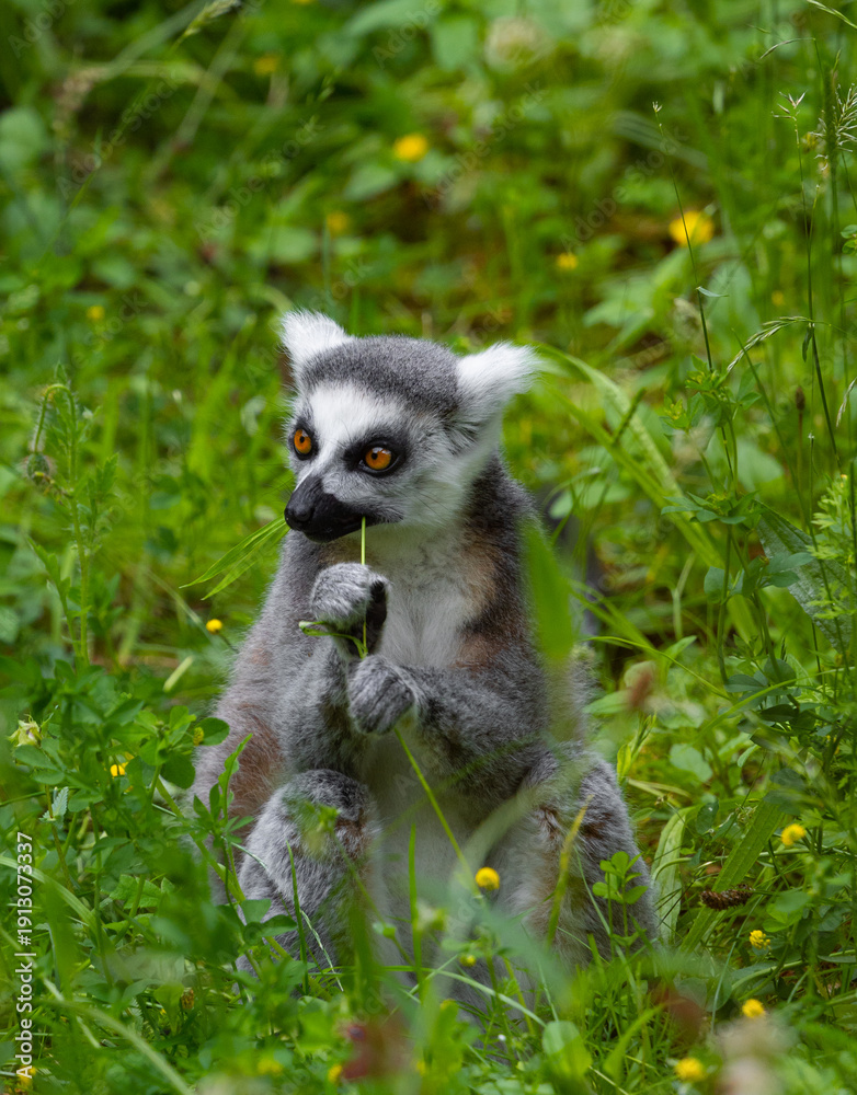 Obraz premium Ring tailed lemur snacking