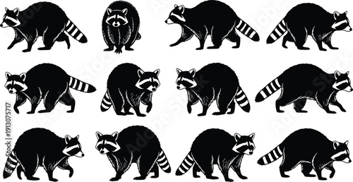 Raccoon silhouette collection in various walking poses isolated on white background, detailed wildlife animal illustration set for logo, tattoo, branding, and design