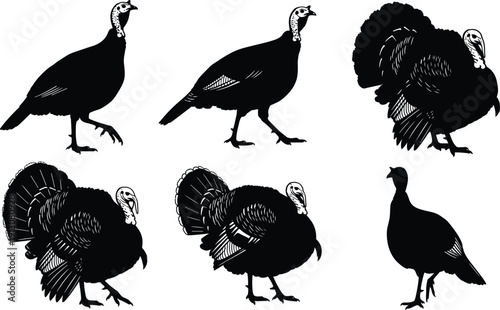 Collection of wild turkey silhouettes in different poses isolated on white background flat vector illustration for Thanksgiving dinner and autumn harvest festival designs