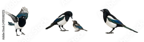 Four magpies and a small bird standing and flying on transparent background