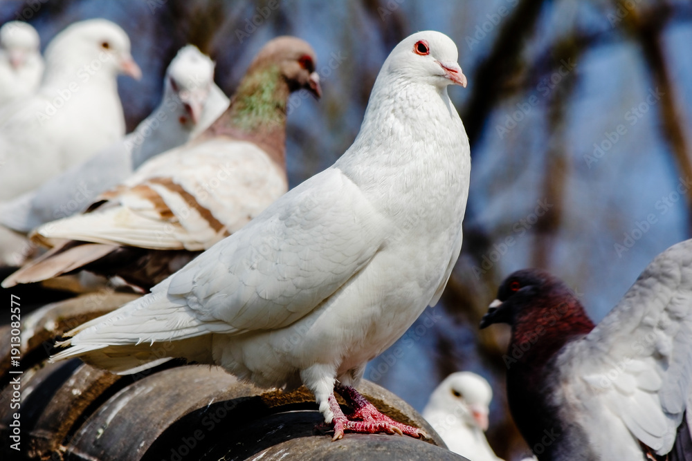 Obraz premium Pigeon