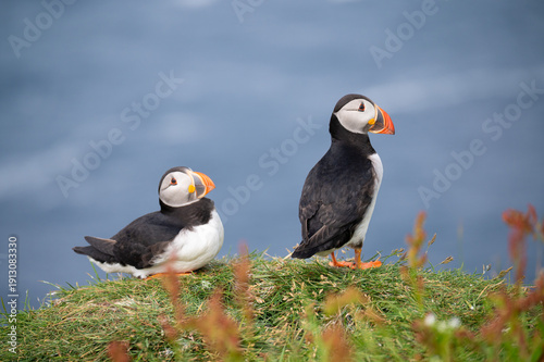 Atlantic Puffin standing on grassy cliff edge, Faroe Islands