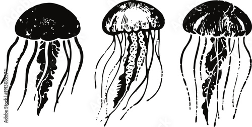 Three vintage jellyfish illustrations with detailed tentacles on white background