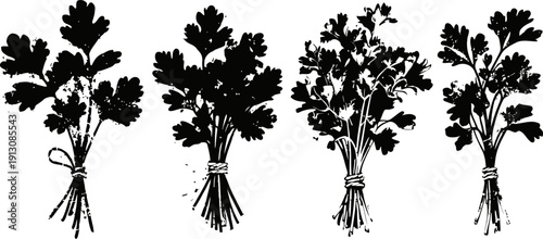 Parsley herb bundle silhouettes fresh cut leaves tied bunches culinary garnish and seasoning plants illustration