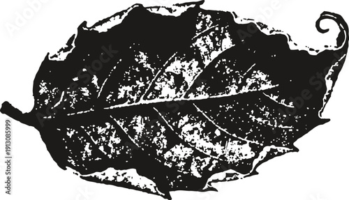 Black and white close up of a curled dried leaf with detailed veins and texture isolated on white