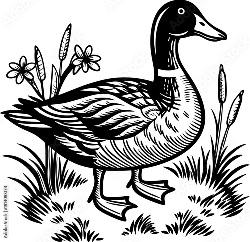 Black and white duck illustration with cattails and flowers in grass vintage waterfowl and nature drawing