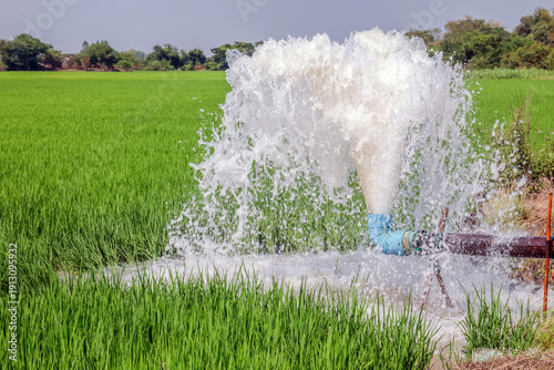 Water gushing from an irrigation pipe into a lush green rice field, symbolizing agriculture, water management, and rural farming on a clear day