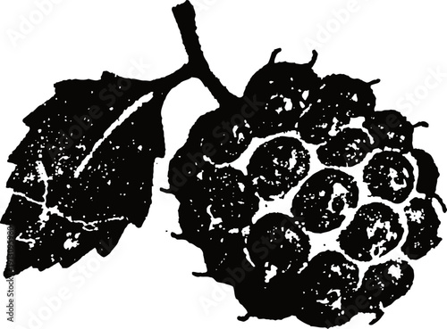 black and white vintage raspberry illustration with leaf and stem detailed engraving