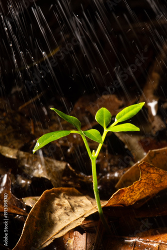 Konstfotografi Planta na chuva crescendo em maio a folhas secas.