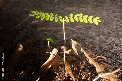 Cuadro en lienzo Planta na chuva crescendo em maio a folhas secas.