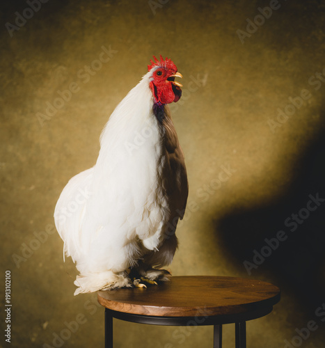 A Rooster in a studio