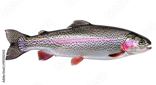 High-resolution image of a rainbow trout fish isolated on transparent background