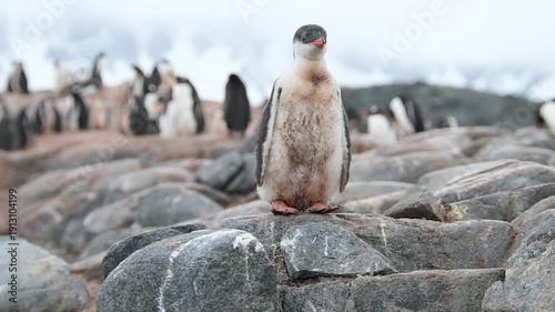 Gentoo Penguins Standing on Rocky Beach in Antarctica