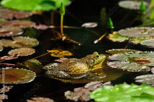 Frog swimming among green leaves in a Florida pond in the Clearwater area.