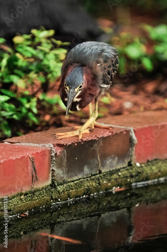 The Green Heron bird of Florida waiting for prey next to a pond in the Clearwater area.
