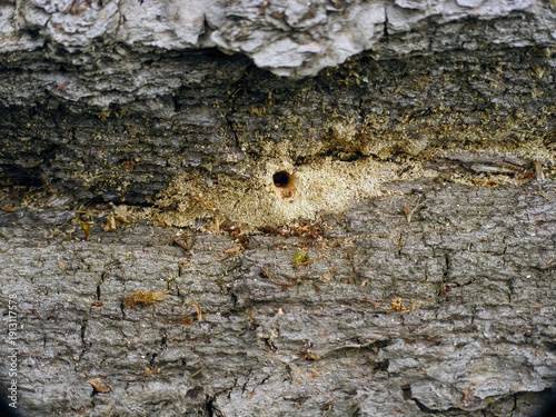 Φωτογραφία Sawdust spilling out from the tunnels bored by oak pinhole borer (Platypus cylindrus) and Mediterranean oak borer (Xyleborus monographus) in the wood of a fallen oak tree trunk