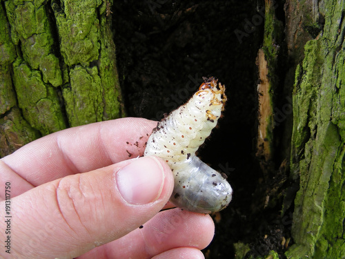 Larva of Osmoderma eremita, barnabita the hermit beetle or Russian leather beetle taken from a decaying willow trunk.