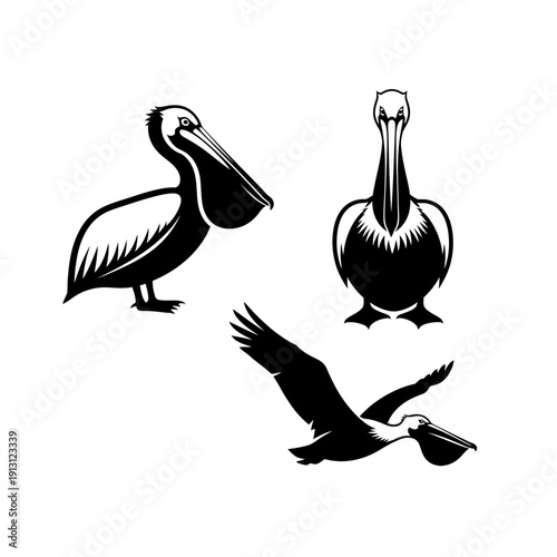 Set of Three Pelican Illustrations in Different Poses.