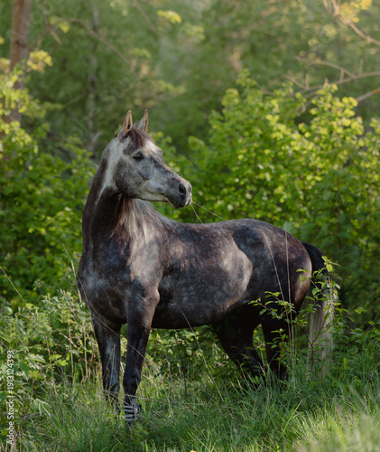 Arabian horse in the summer