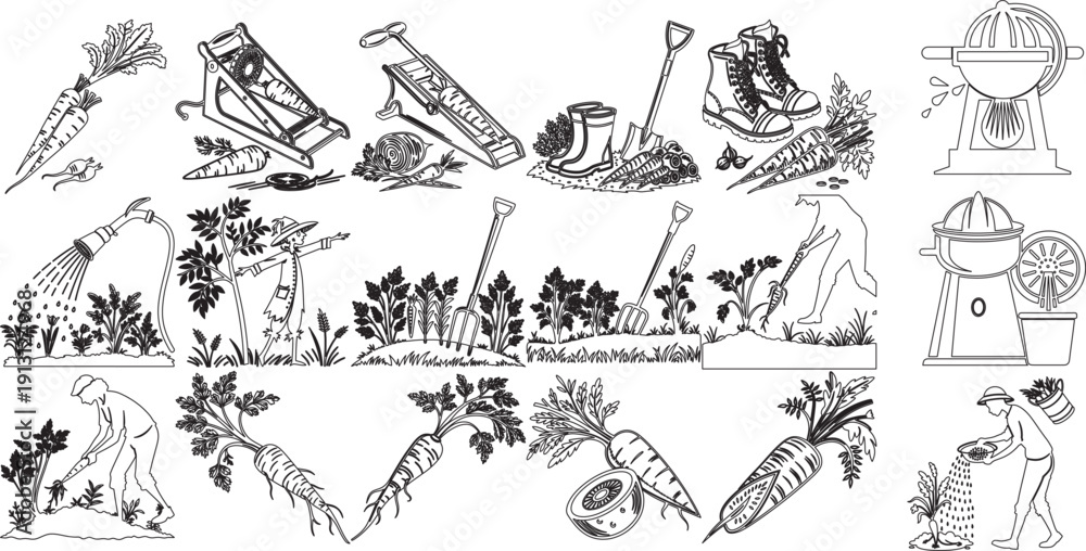 Obraz premium Vintage Style Carrot Farming and Harvesting Illustrations