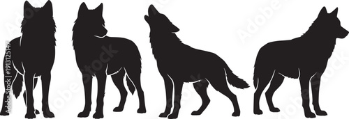 Realistic wolf silhouette set in various poses, wild canine animal standing walking howling vector illustration isolated