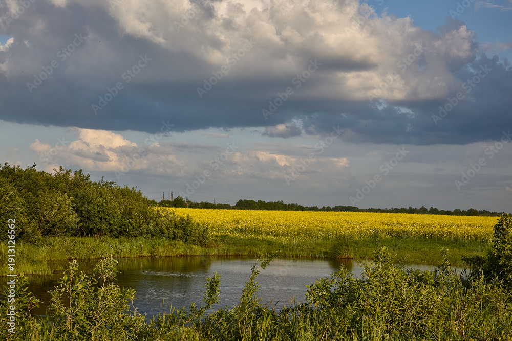 Fototapeta premium Yellow rapeseed field by river under cloudy sky