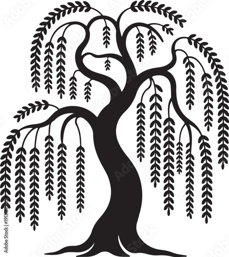Elegant black and white weeping willow tree illustration with flowing branches. isolated on white background, illustration