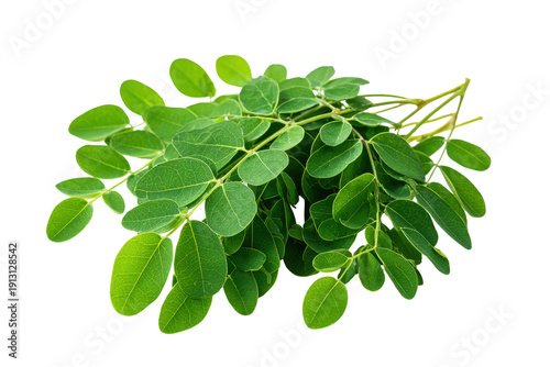 Fresh moringa oleifera leaves and stems isolated on transparent background. Moringa leaves branch fresh green herbal plant isolated on white background.