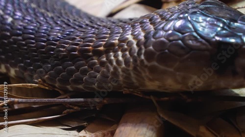 Close up of cobra snake head from the side slowly moving around leaves with the tongue coming out.