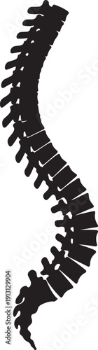 Human spine silhouette with vertebrae and discs isolated on transparent background for medical use