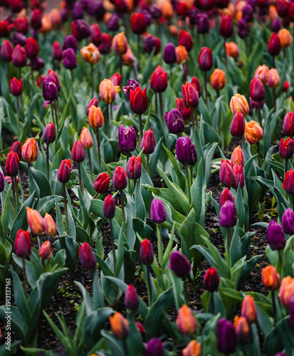 Colorful spring flowers