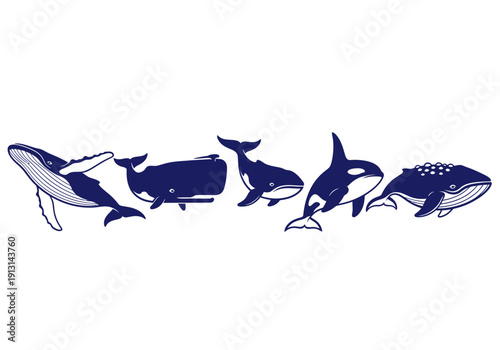 Collection of Blue Whales and Orcas Illustration.
