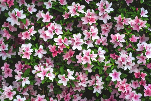 Wallpaper Mural Azaleas in full bloom forming dense pink and white floral wall with lush green leaves, top view Torontodigital.ca