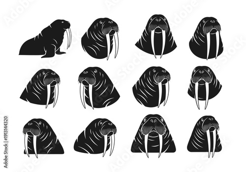 Collection of Walrus Illustrations in Black and White.