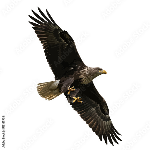 Majestic Whitetailed Eagle in Flight.
