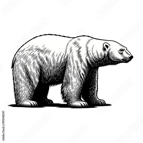 Polar Bear Illustration.