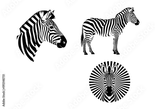 Set of Zebra Illustrations.