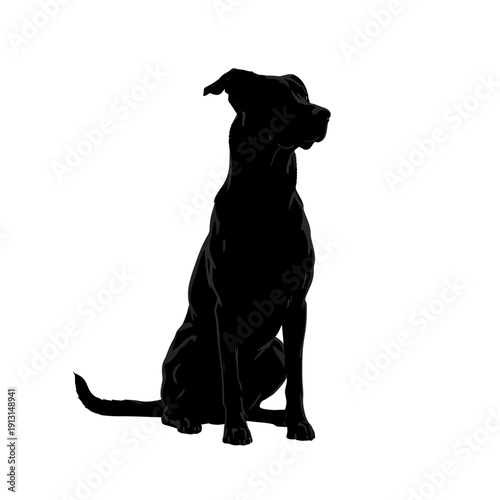 Silhouette of a Black Great Dane Dog Sitting.