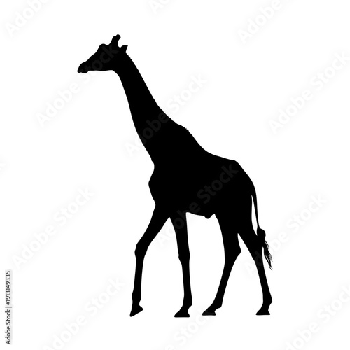 Silhouette of a Giraffe Walking.