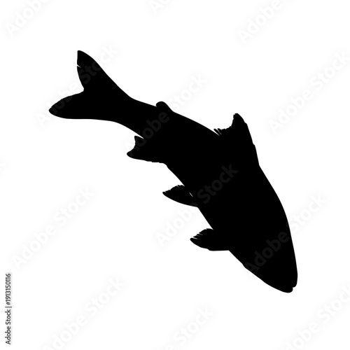 Silhouette of a Salmon Fish Swimming Upstream.