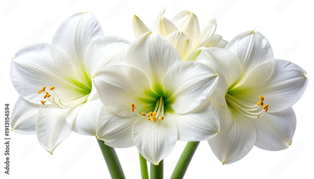 Fototapeta premium A cluster of elegant white flowers with lush, layered petals, close-up