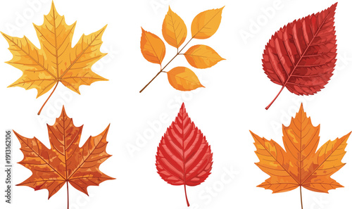 Autumn Fall Leaf Vector Set with Colorful Maple and Birch Foliage in Red Orange and Yellow for Seasonal Decorations and Thanksgiving Designs