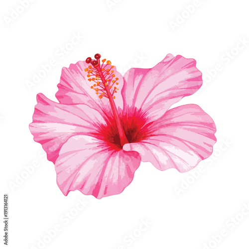 Watercolor painting of a pink hibiscus flower with a red center on illutrastion transparent background