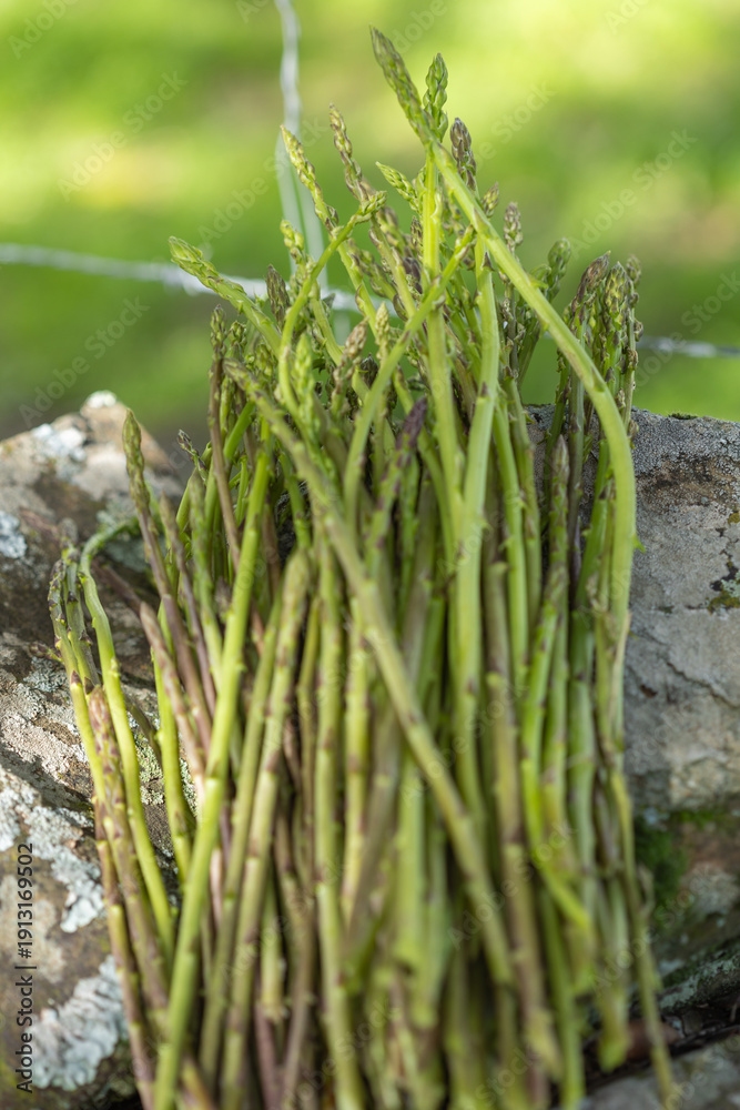 Fototapeta premium Bunch of Fresh Wild Green Asparagus Minimalist Natural Background