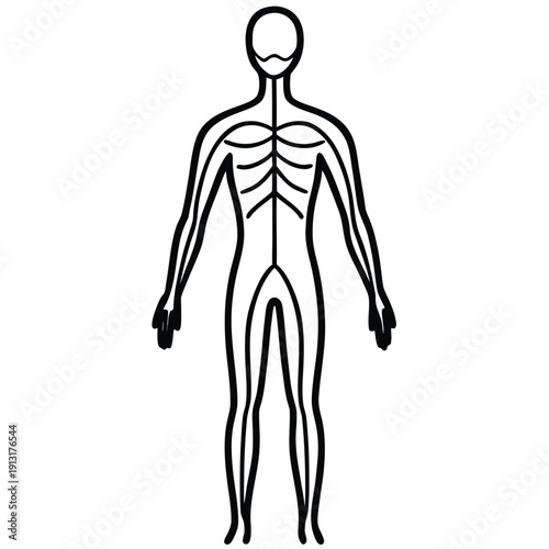 Human body outline showing skeletal system structure vector illustration