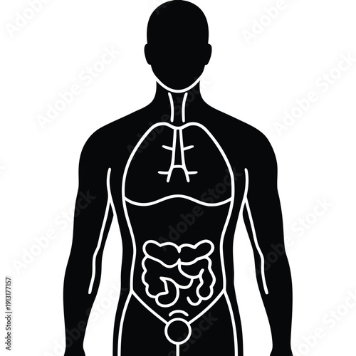 Human body anatomy icon vector with internal organs like lungs and digestive system