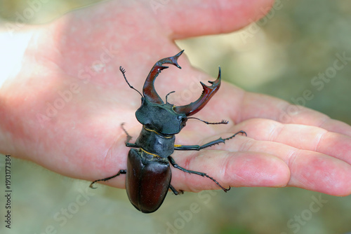 Fotografie European stag beetle, or the greater stag beetle (Lucanus cervus) is a beetle native to Europe