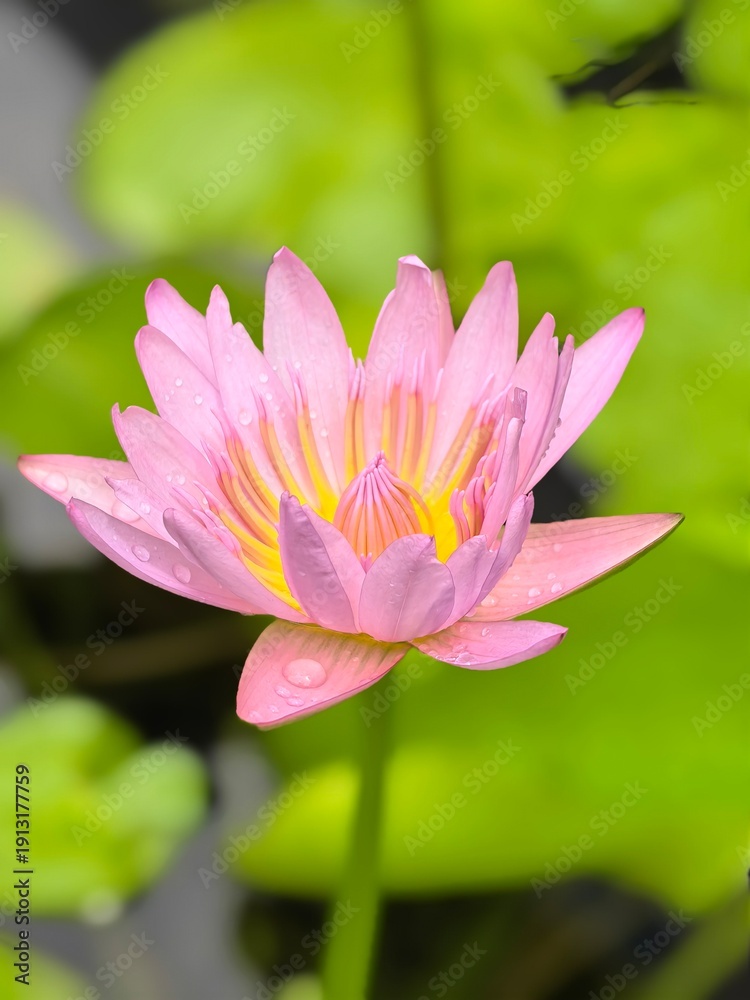 Obraz premium Close-up photograph of a pink water lily in full bloom, showcasing delicate petals and fine details against a soft bokeh background.