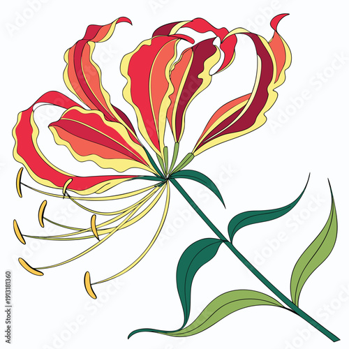 flame lily colorful on white background