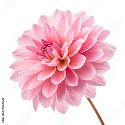 pink flower on a white background